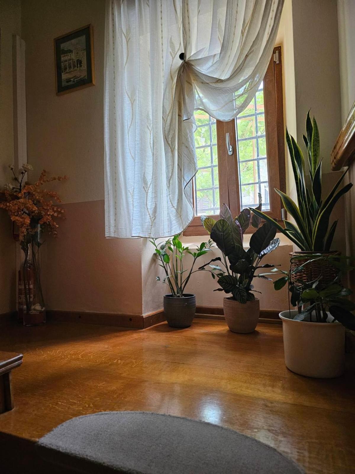 Guesthouse Villa Marija Мотовун Екстер'єр фото